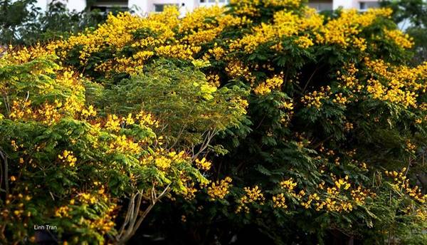 Hoa điệp vàng chỉ nở rộ duy nhất một lần trong năm, vào thời điểm giao mùa, giữa mùa khô và mùa mưa, cũng là thời kỳ được coi là khó chịu nhất và khắc nghiệt nhất trong năm.