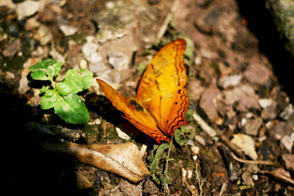 Một chú bướm nâu nằm im lìm trên đất - Ảnh: Minh Đức