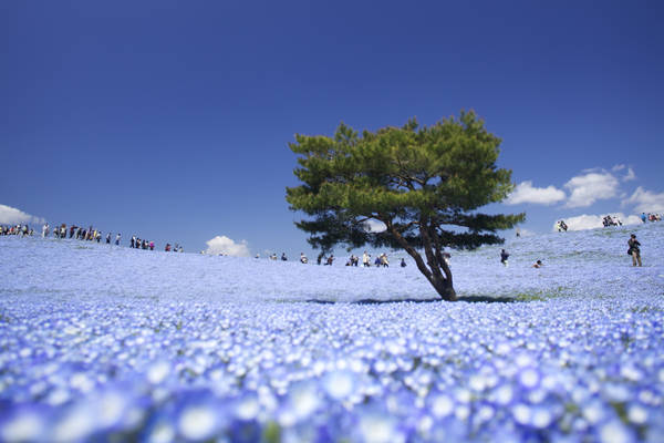 Đặc biệt nhất trong công viên là loài hoa Nemophila màu xanh dương với 4,5 triệu cây nở đồng loạt vào mùa xuân đẹp mướt mát như bầu trời dưới mặt đất. Ảnh: Kobaken++