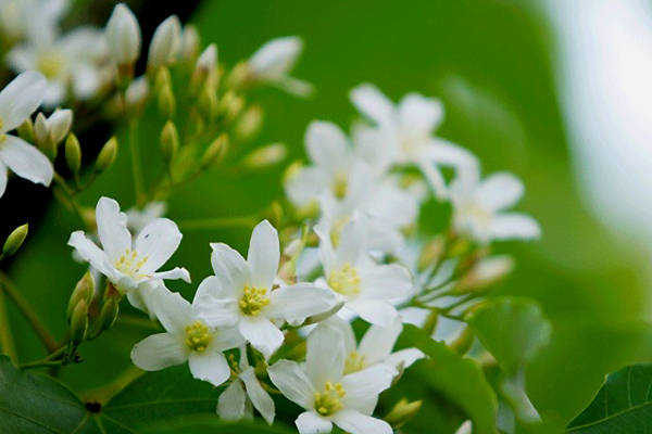 Cây trẩu ra hoa mỗi độ cuối tháng 3 đến tháng 4, tập trung 1 số tỉnh phía Bắc. Ảnh: laodong.com.vn
