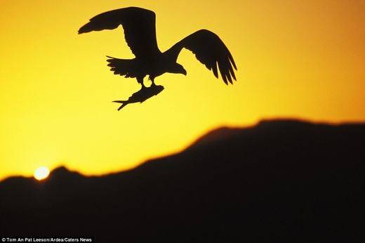 Một con chim đại bàng đang tha mồi về cho đàn con.