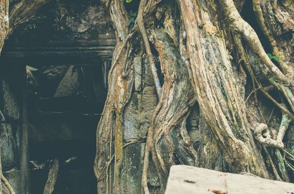  Bức tượng Phật mỉm cười nằm trong gốc cây hàng nghìn năm tuổi. Tại Angkor, người ta không thắc mắc về những điều kì lạ vì chẳng ai có thể có câu trả lời. trả lời.