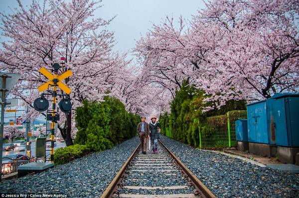Một đôi vợ chồng đang thưởng ngoạn hoa anh đào ở Jinhae. 