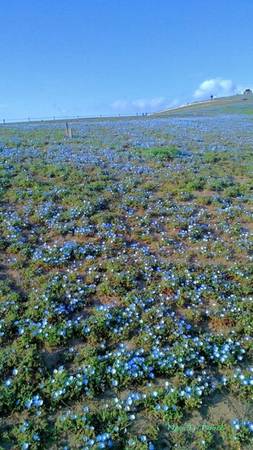 Tỉnh Ibaraki có công viên Hitachi Seaside rộng 350 ha, nổi tiếng với các loại hoa theo từng mùa, theo phong cách châu Âu. Mùa xuân đang là mùa bừng nở của Nemophila, loài hoa xanh biếc, đẹp mê hồn.