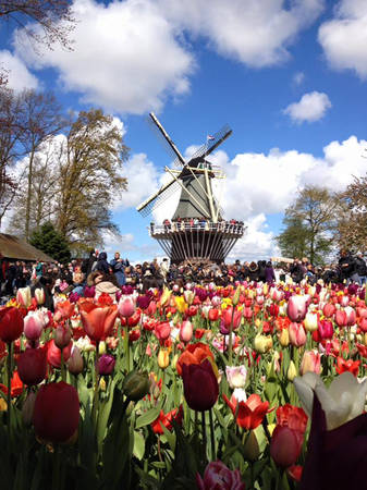  Vườn hoa Keukenhof (Hà Lan).