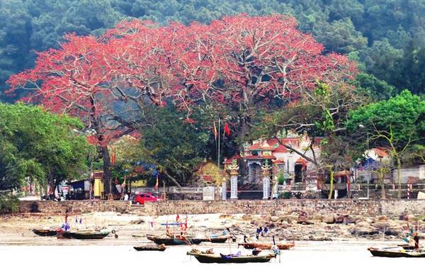 Đồ Sơn có gần chục cây gạo cổ thụ từ 100 năm đến hơn 200 năm, tập trung chủ yếu tại khu vực bến Thốc, phường Vạn Hương, gắn liền với ngôi đền cổ Vạn Chài.