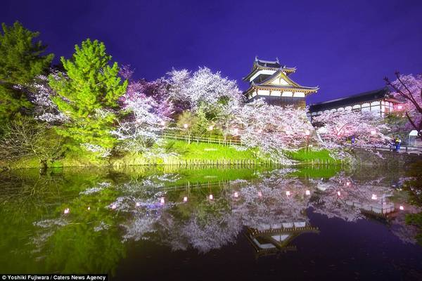 Hoa anh đào ở Nara. Đây cũng là một trong những địa chỉ ngắm hoa anh đào lý tưởng bạn không nên bỏ qua nếu đến Nhật Bản.
