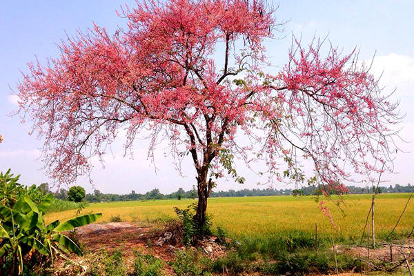 Miệt Vĩnh Trạch (huyện Thoại Sơn, tỉnh An Giang) là nơi lý tưởng nhất để du khách dừng chân ngắm sắc hoa ô môi. Ảnh: Hiếu Nguyễn Vja.