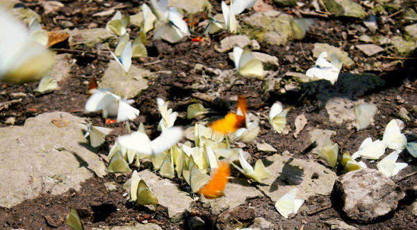 Điểm xuyết trên khung cảnh vài chú bướm vàng - Ảnh: Minh Đức