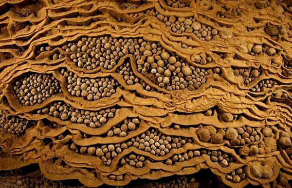 Ngoài ra, người ta còn phát hiện những viên "ngọc trai" hang động (ngọc thạch bao bọc một loại hạt giống như ngọc trai dưới biển, thành phần chủ yếu là canxit) to bậc nhất thế giới ở Sơn Đoòng.