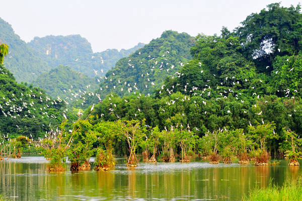 Vườn Chim Thung Nham nằm ở xã Ninh Hải, huyện Hoa Lư. Ảnh: vuonchimthungnham.com