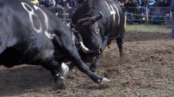 Đấu bò cái là một lễ hội truyền thống của Thụy Sĩ ở vùng Valais, trong đó những con bò cái sẽ đấu với những con bò cái khác. 