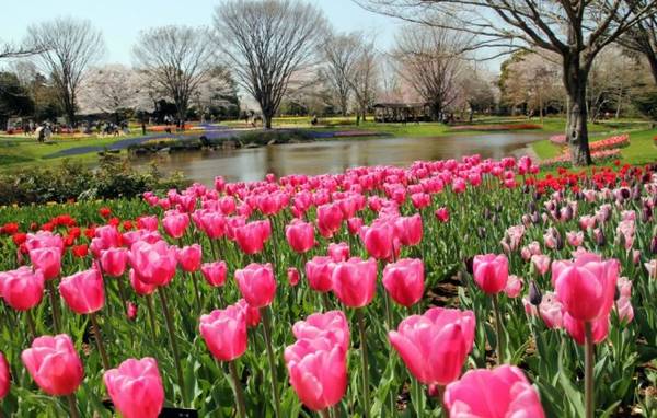 Hoa tulip ở công viên Showa Kinen Koen - Ảnh: Phan An