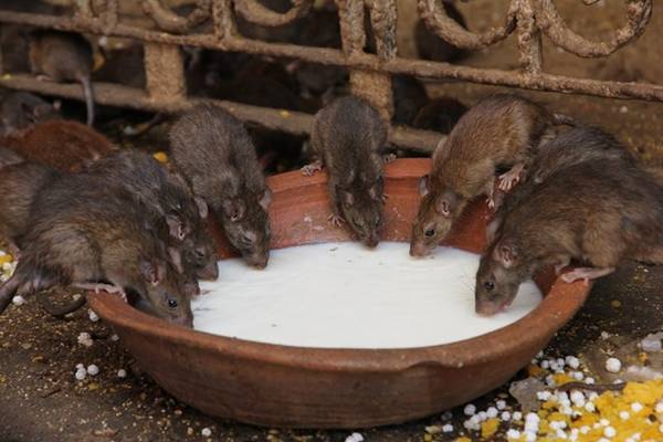 Đền chuột - Karni Mata, Rajasthan