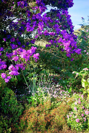 Màu hoa tím sẫm như lấn át các vườn hoa - Ảnh: Nguyễn Ngọc Tuấn