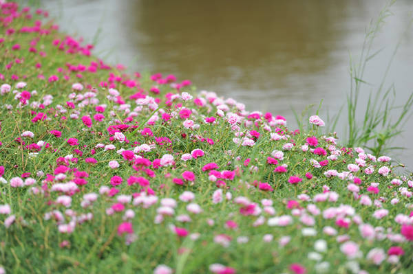 Có những chỗ hoa được trồng dọc dòng nước êm đềm trôi.