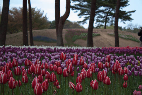 Vòng quanh công viên Hitachi, bên cạnh những loài hoa đặc trưng cho từng mùa, công viên còn trồng khá nhiều các loại hoa khác nhau. Ảnh: FreakSQuirreL