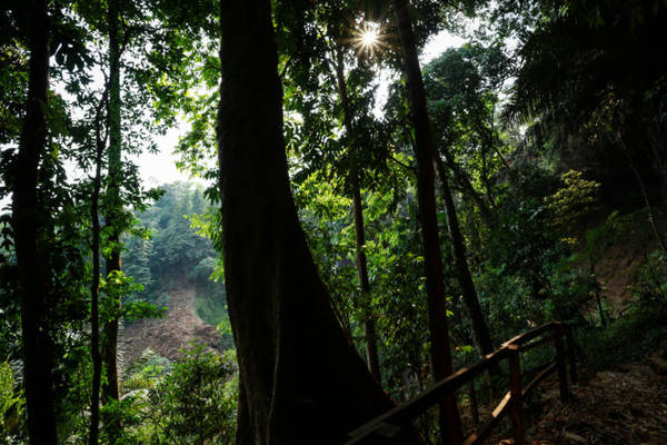 Những cây rừng cổ thụ quanh khu vực thác Đắk G’lun - Ảnh: Tiến Thành