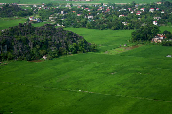 Những cánh đồng lúa trải ngút ngàn - Ảnh: Minh Đức