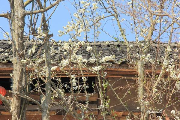 Những bông hoa mận trắng muốt bung nở dưới những mái nhà.