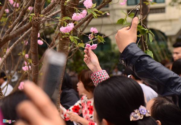 Mặc dù ban tổ chức liên tục thông báo trên loa cấm ngắt hoa, bẻ cành, tuyệt đối không chạm vào hoa anh đào trưng bày, tuy nhiên nhiều người vẫn phớt lờ. 