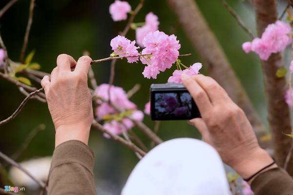 Có người lấy lý do là muốn tận tay kiểm tra xem có đúng là hoa anh đào thật hay không, nhưng đa số là níu cành, ngắt hoa để thoả mãn thú chụp ảnh.