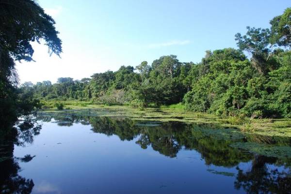 Một góc rừng Amazon thuộc địa phận Puerto Maldonado - Ảnh: mygola