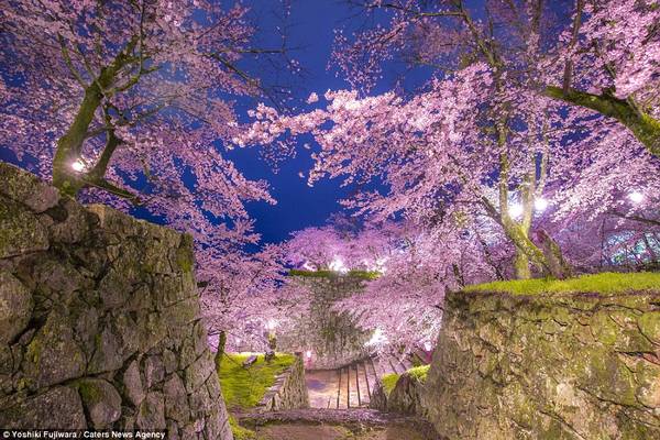 Khung cảnh hoa anh đào rực rỡ về đêm ở tỉnh Okayama dưới góc nhìn của nhiếp ảnh gia Yoshiki Fujiwara.