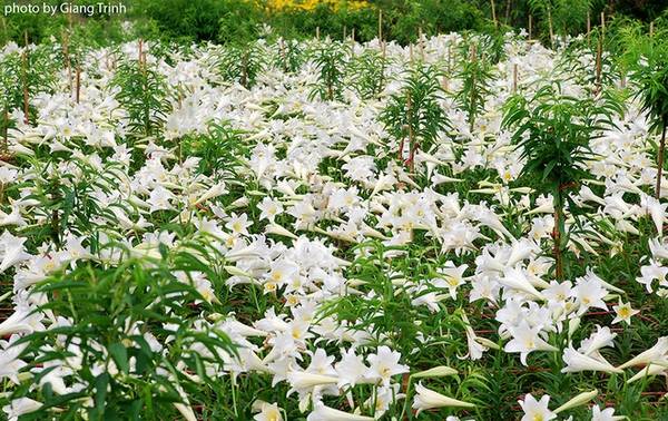 Tại Hà Nội, hoa loa kèn được trồng nhiều ở Tây Tựu (Bắc Từ Liêm) và Nhật Tân (Tây Hồ, ngõ 264 đường Âu Cơ rẽ vào).