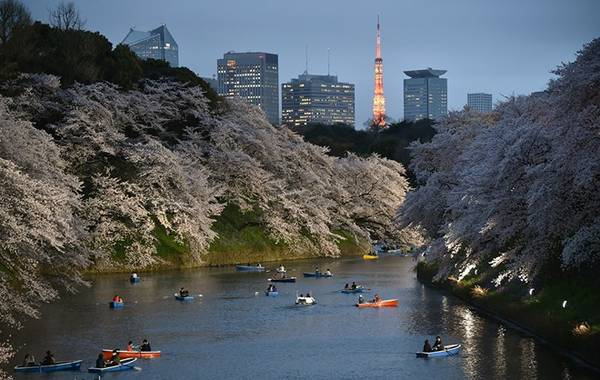 Tháp Tokyo được thắp sáng khi du khách chèo thuyền quanh hào nước ở lâu đài Edo, Tokyo. Ảnh: Kazuhiro Nogi/AFP.