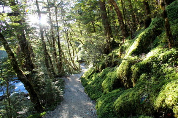 "Con đường hạnh phúc" Routeburn Track uốn khúc qua một khu rừng sồi dày - Ảnh: pin it