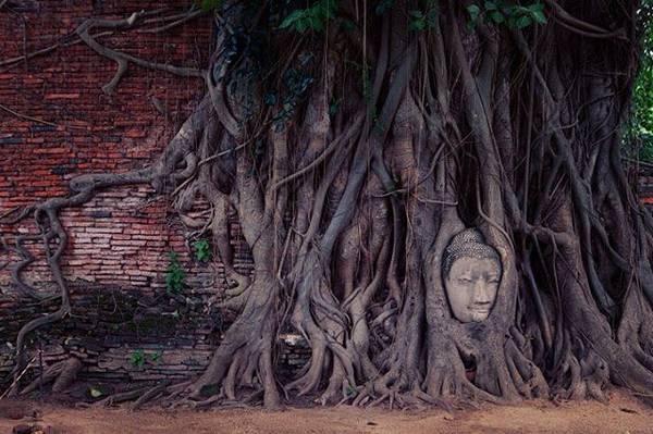 Tuy nhiên, hình ảnh khiến nhiều người tới Ayutthaya nhớ nhất chính là hình mặt phật được bao bọc trong rễ cây ở chùa Wat Mahathat. Một khuôn mặt đẹp, thánh thiện và siêu thoát đem lại cảm giác bình an cho mọi người. Ảnh: capeandkantary/ instagram