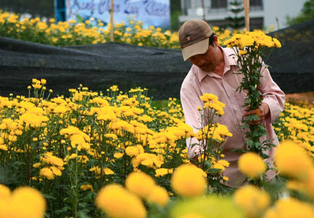 Người trồng hoa tại Đà Lạt thu hoạch hoa cúc. Ảnh: Huy Hùng/TTXVN