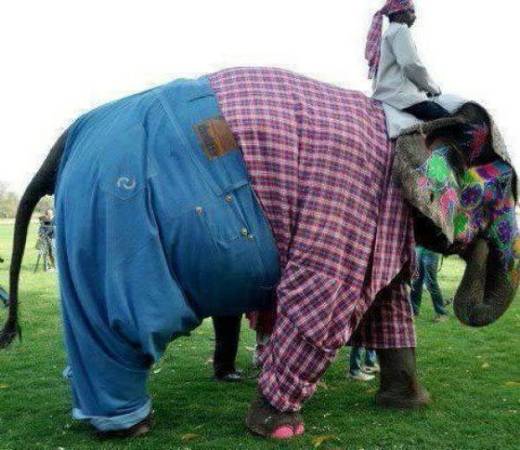 Những chú voi sẽ được diện những trang phục hết sức thời trang