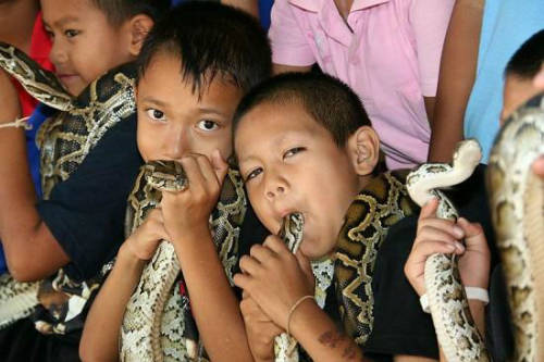  Du khách đến với làng cho biết, họ vừa thích thú lại vừa lo lắng khi xem các buổi biểu diễn giữa người và rắn. Ảnh: Odd.