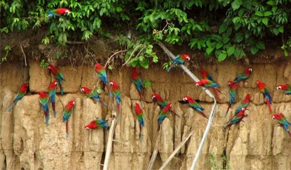 Vẹt đuôi đỏ xanh trong rừng Amazon ở địa phận Puerto Maldonado - Ảnh: southamericaplanet