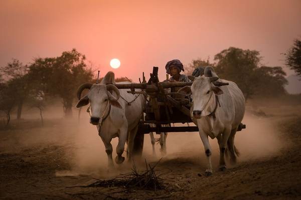 Chiếc xe bò lao vội trong ánh hoàng hôn đỏ rực, ấm áp ở vùng Bagan, miền đất Phật thiêng liêng của Myanmar.