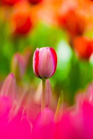 Hoa tulip đỏ hồng - Ảnh: Phan An
