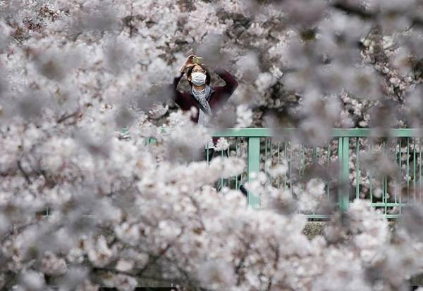 Một thanh niên ghi lại vẻ đẹp của hoa anh đào ở Tokyo. Ảnh: Issei Kato/Reuters.