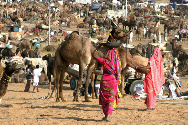 Khung cảnh nhộn nhịp của lễ hội Pushkar Camel Fair.