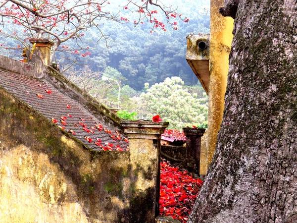 Xác hoa rơi phủ đỏ một phần mái đền cổ, rêu phong.