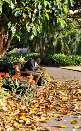 Mùa thu Sydney, những chiếc lá thu hiếm hoi bắt đầu rơi - Ảnh: Nguyễn Ngọc Tuấn 