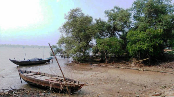 Một góc rừng ngập mặn thơ mộng ở xã Tam Giang - Ảnh: LÊ TRUNG