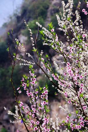 Xuân về trên cao nguyên đá đã mang tới những gam màu rực rỡ thật đẹp. Trải nghiệm một mùa hoa xuân trên miền đá quả thực là niềm hạnh phúc với bất cứ du khách nào.