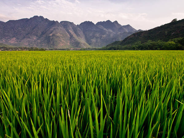 Cánh đồng lúa xanh mướt tầm mắt. Ảnh: Neil Simmons/flickr.com