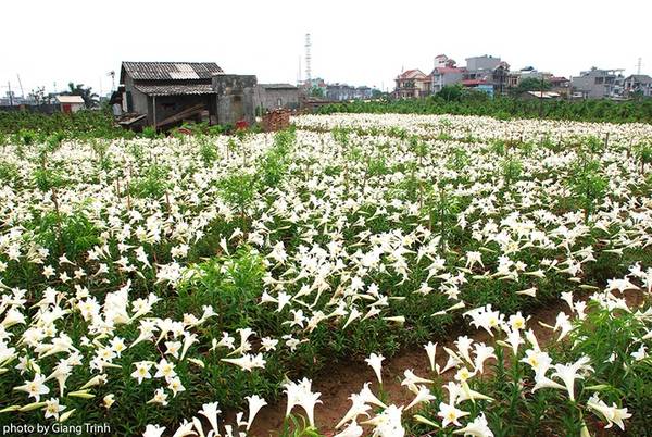 Loa kèn được coi là loài hoa biểu tượng cho tháng 4 Hà Nội với sắc trắng tinh khôi. Hoa được bán trong chợ cùng nhiều tuyến đường trong thành phố, song nhiều người vẫn cất công tìm đến các nhà vườn để thưởng lãm.