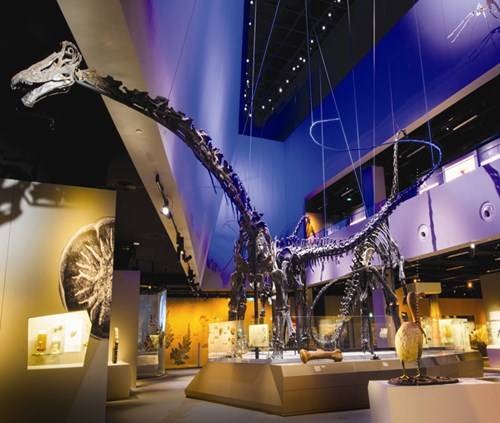 Bộ sưu tập hóa thạch khủng long khổng lồ và hoành tráng tại Bảo tàng Lịch sử Tự nhiên Lee Kong Chian