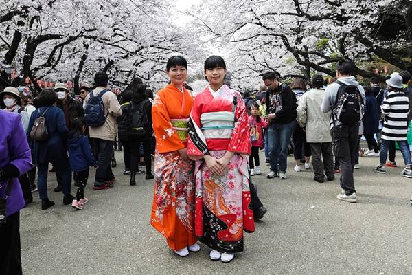 Các cô gái mặc trang phục truyền thống chụp ảnh lưu niệm dưới tán hoa anh đào ở công viên Ueno. Ảnh: Taro Karibe/Getty Images.