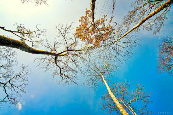 Những cây cổ thụ đang thay lá in hình lên nền trời xanh quanh thác Draysap
