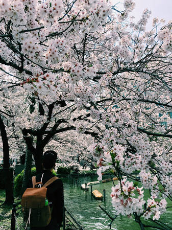 Đang có mặt ở Nhật Bản đúng mùa hoa anh đào nở rộ, nhiếp ảnh gia sinh năm 1988 Nguyễn Thiện Chí ở TP HCM đã tranh thủ ghi lại những khoảnh khắc tuyệt diệu của mùa xuân đất nước mặt trời mọc.